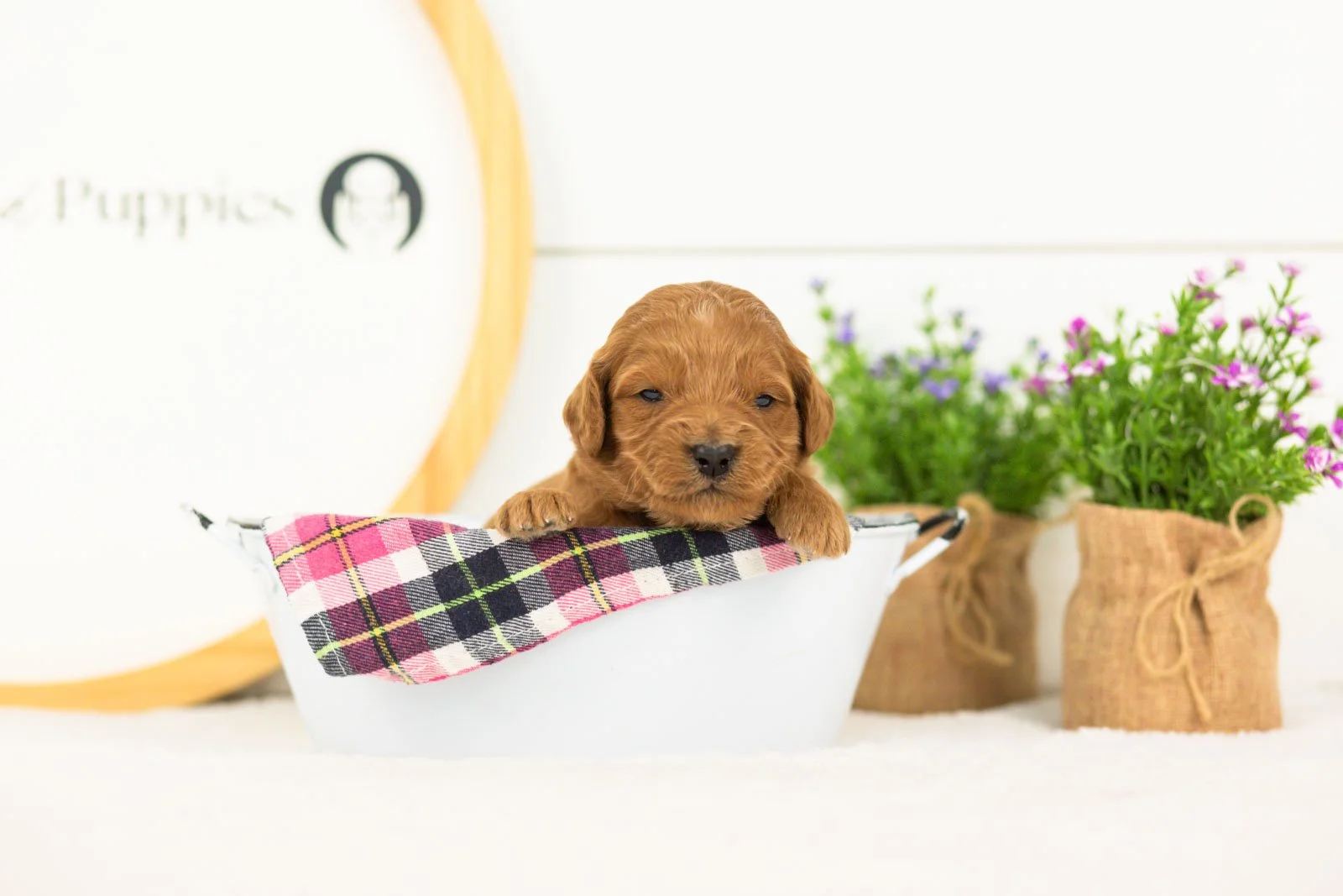 Doody goldendoodle for sale(3).jpg