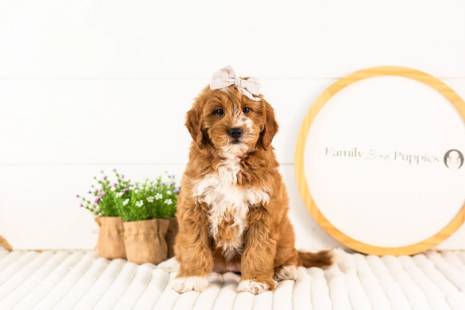 Lynette goldendoodle for sale(1).jpg