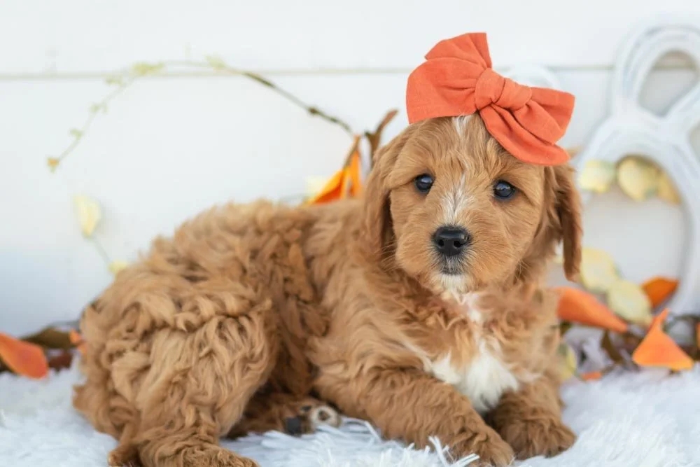 Strawberry goldendoodle for sale(3).jpg