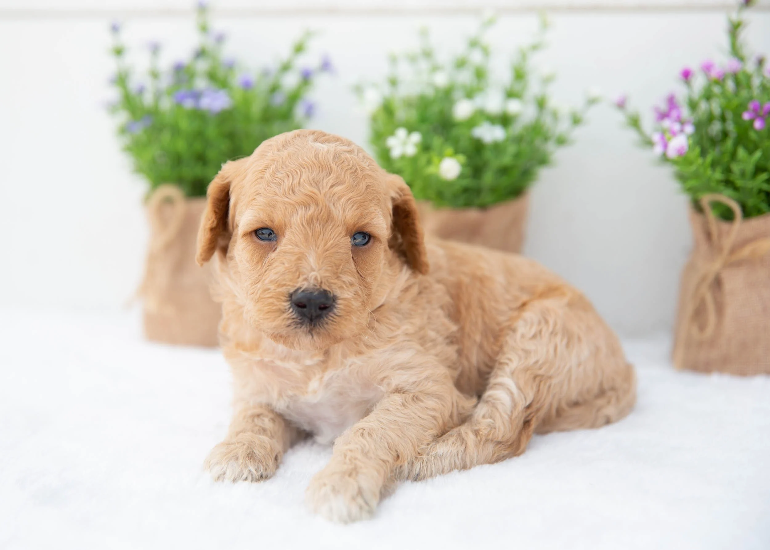 Austin goldendoodle for sale(1).jpg