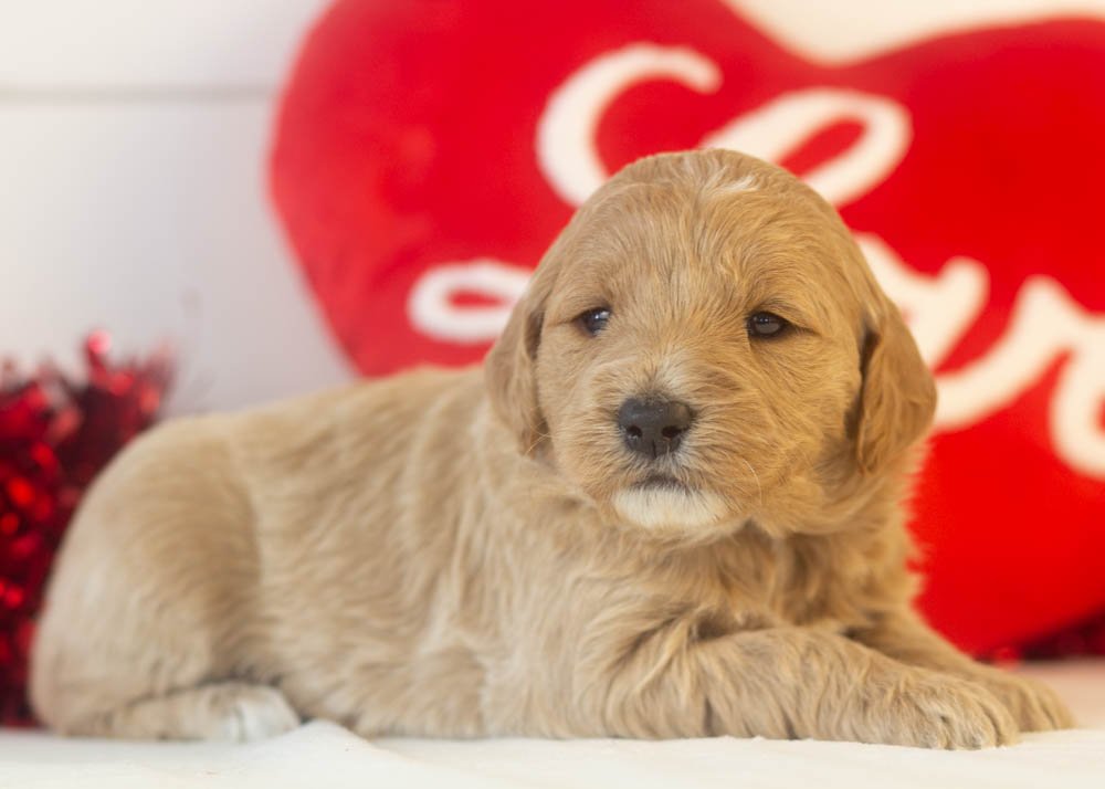 matcha goldendoodle for sale(3).jpg