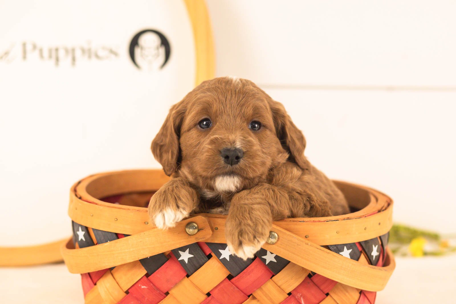 Oliver goldendoodle for sale(2).jpg
