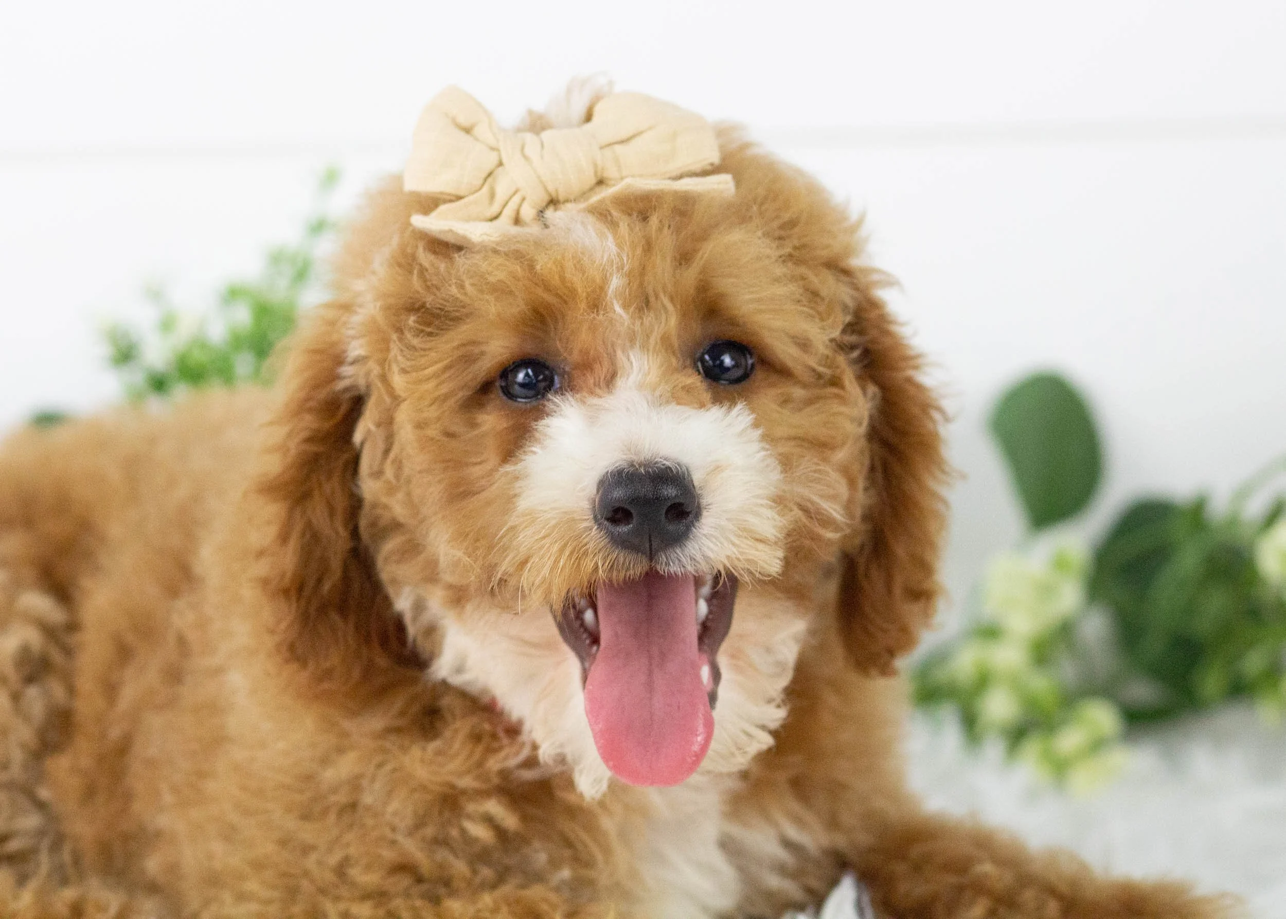 Tina goldendoodle for sale.jpg