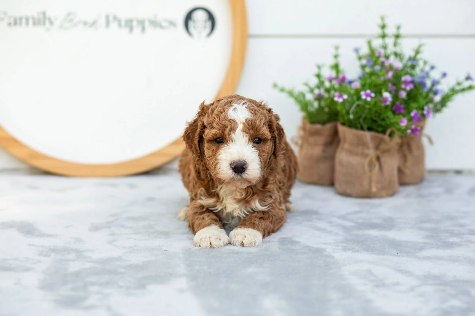 Basil goldendoodle for sale(3).jpg