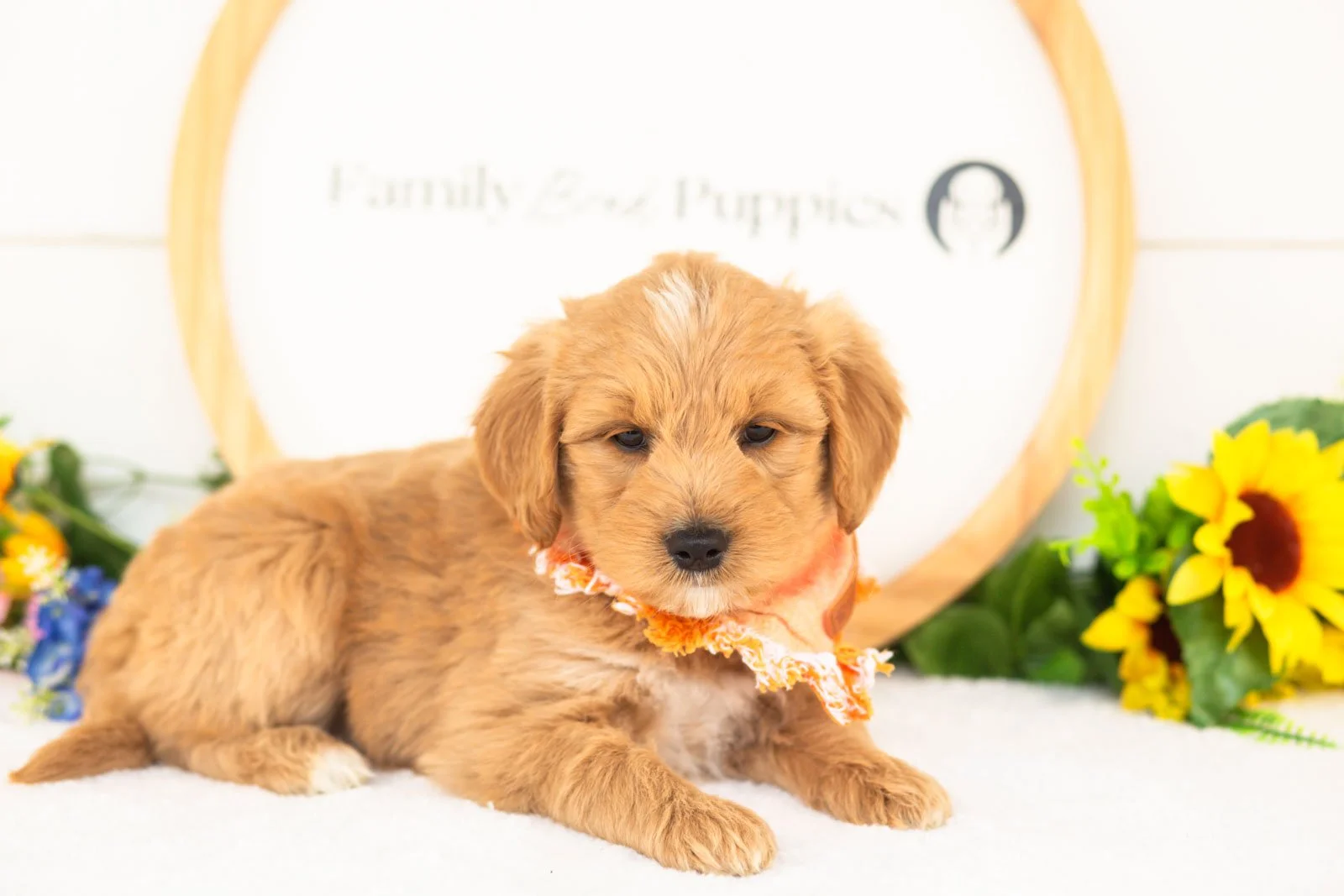 Jupiter goldendoodle for sale(2).jpg