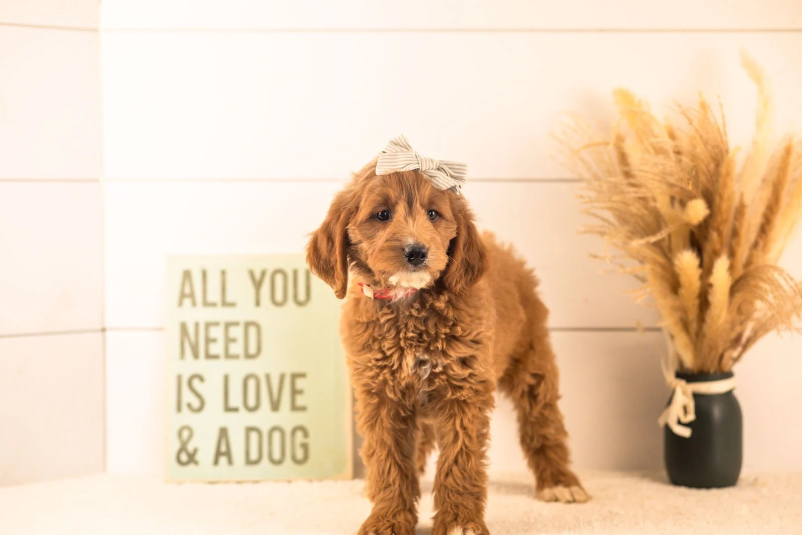 Ophelia goldendoodle for sale(2).jpg