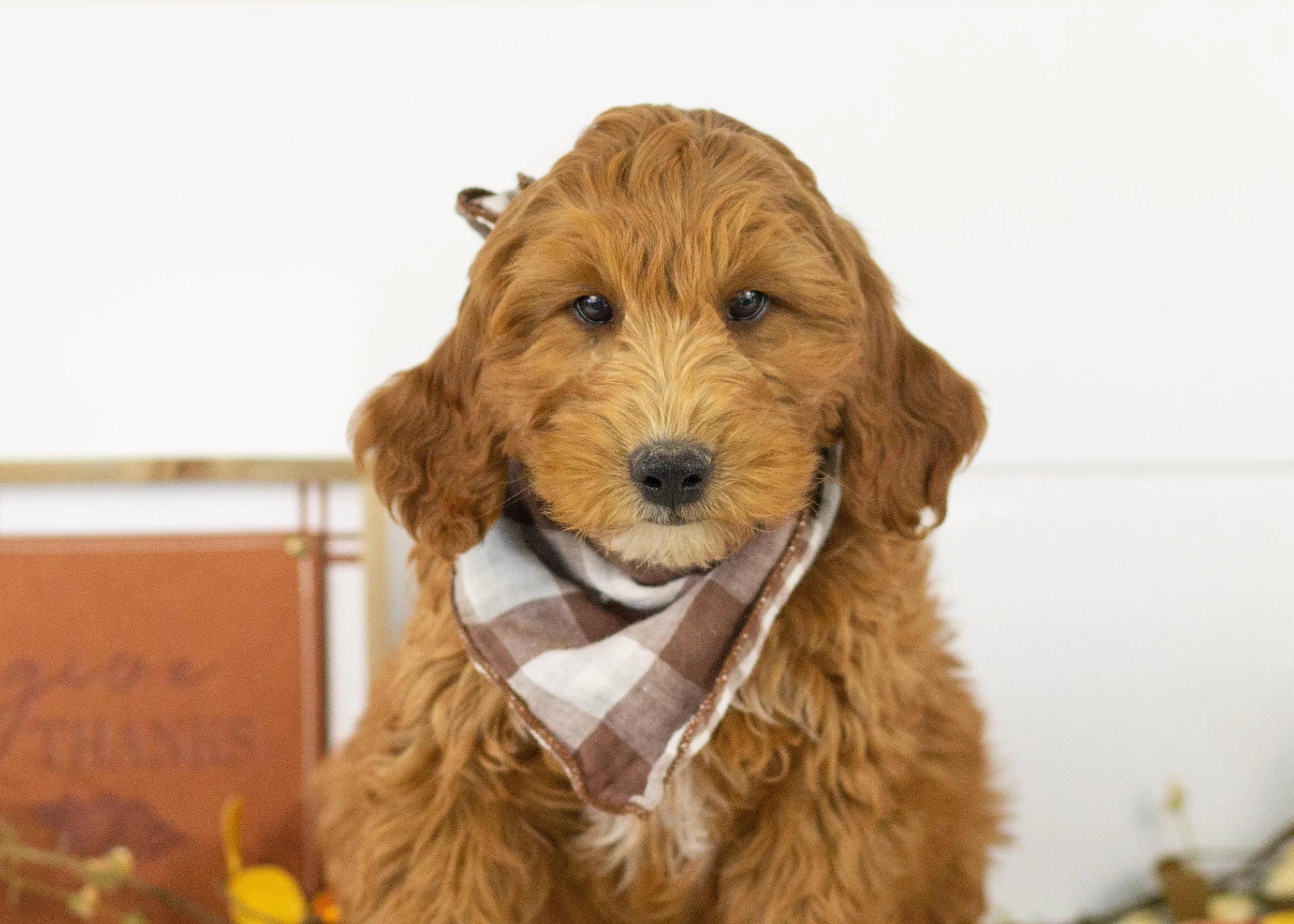 Landry goldendoodle for sale.jpg
