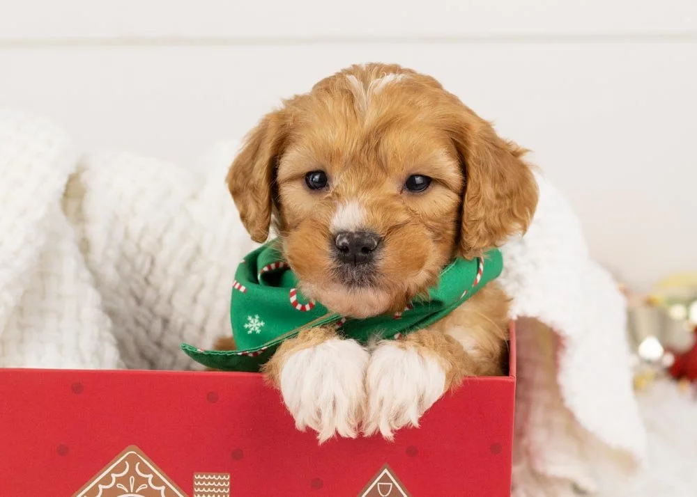 Walnut Goldendoodle for sale.jpg
