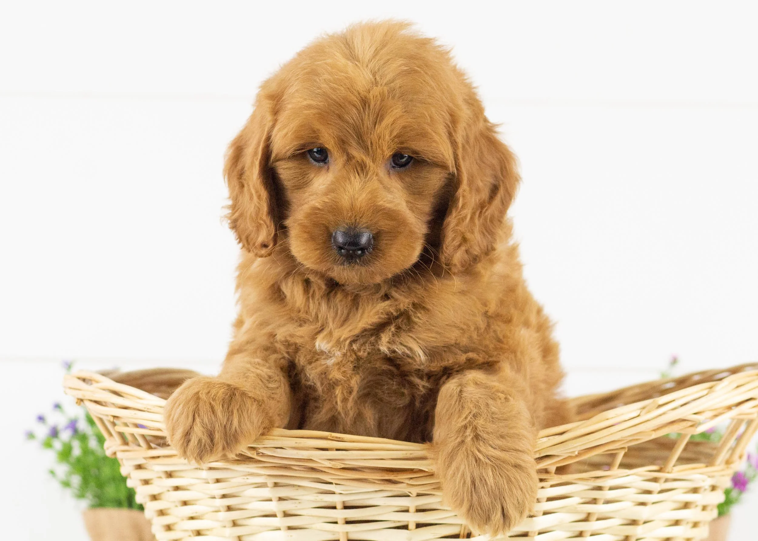 Grizzly goldendoodle for sale.jpg