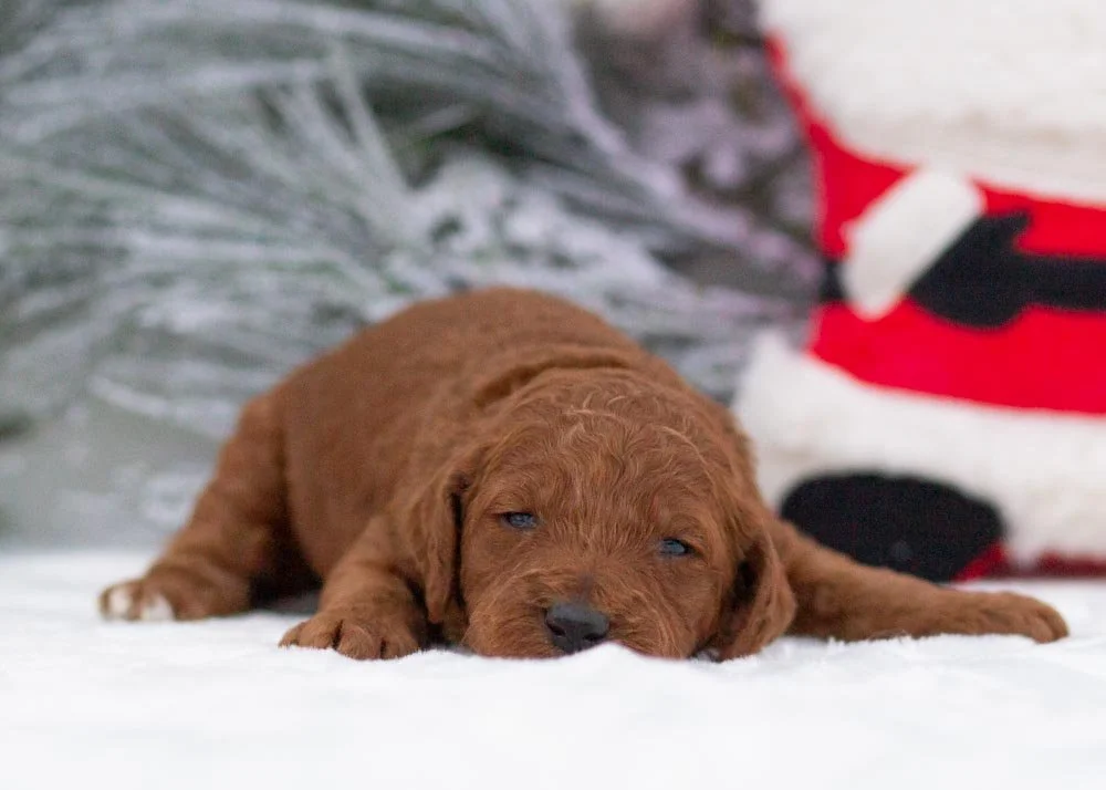 Titan goldendoodle for sale(1).jpg