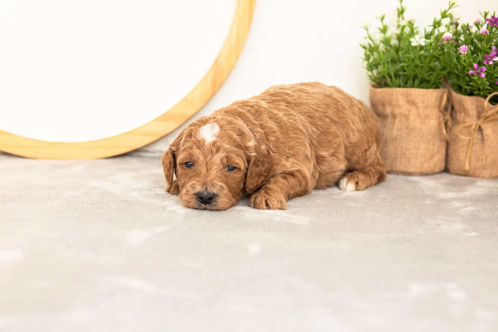 Char goldendoodle for sale(1).jpg
