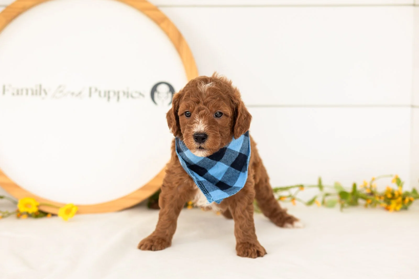 Psyduck goldendoodle for sale(2).jpg