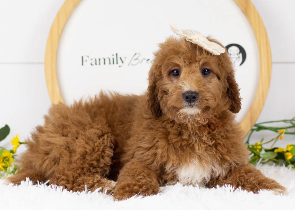 Loretta Lynn goldendoodle for sale.jpg
