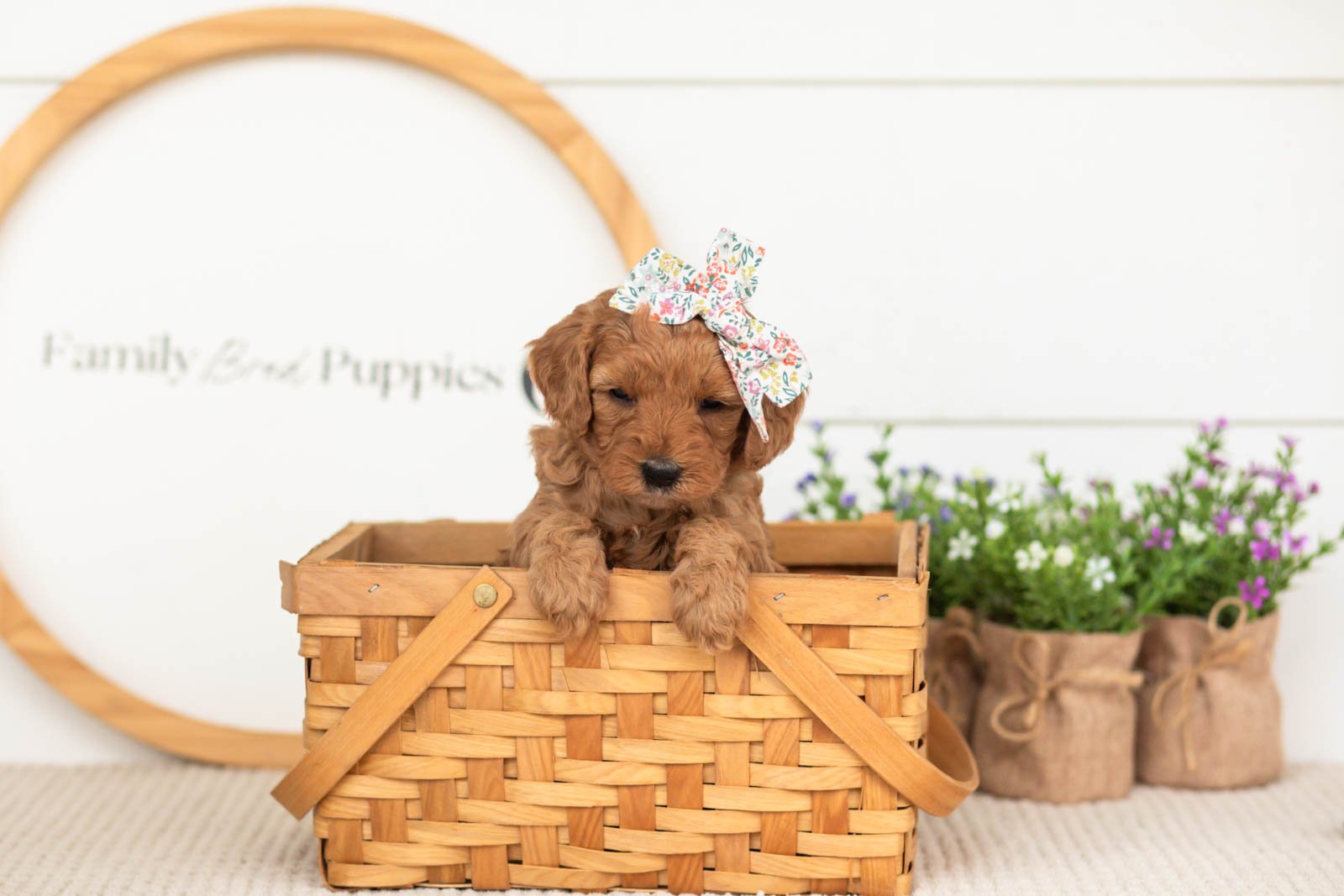 Starlet goldendoodle for sale(3).jpg