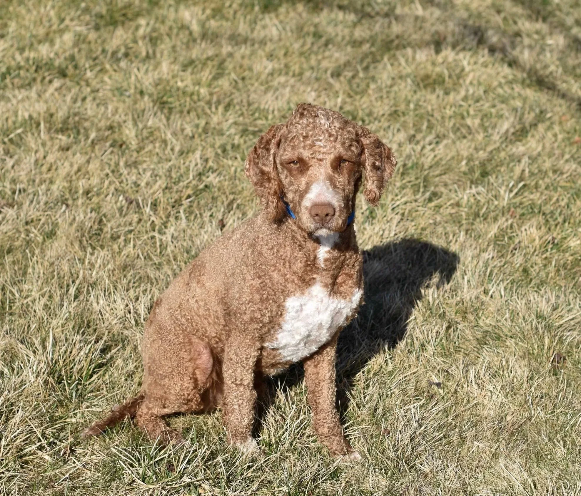 dad goldendoodle