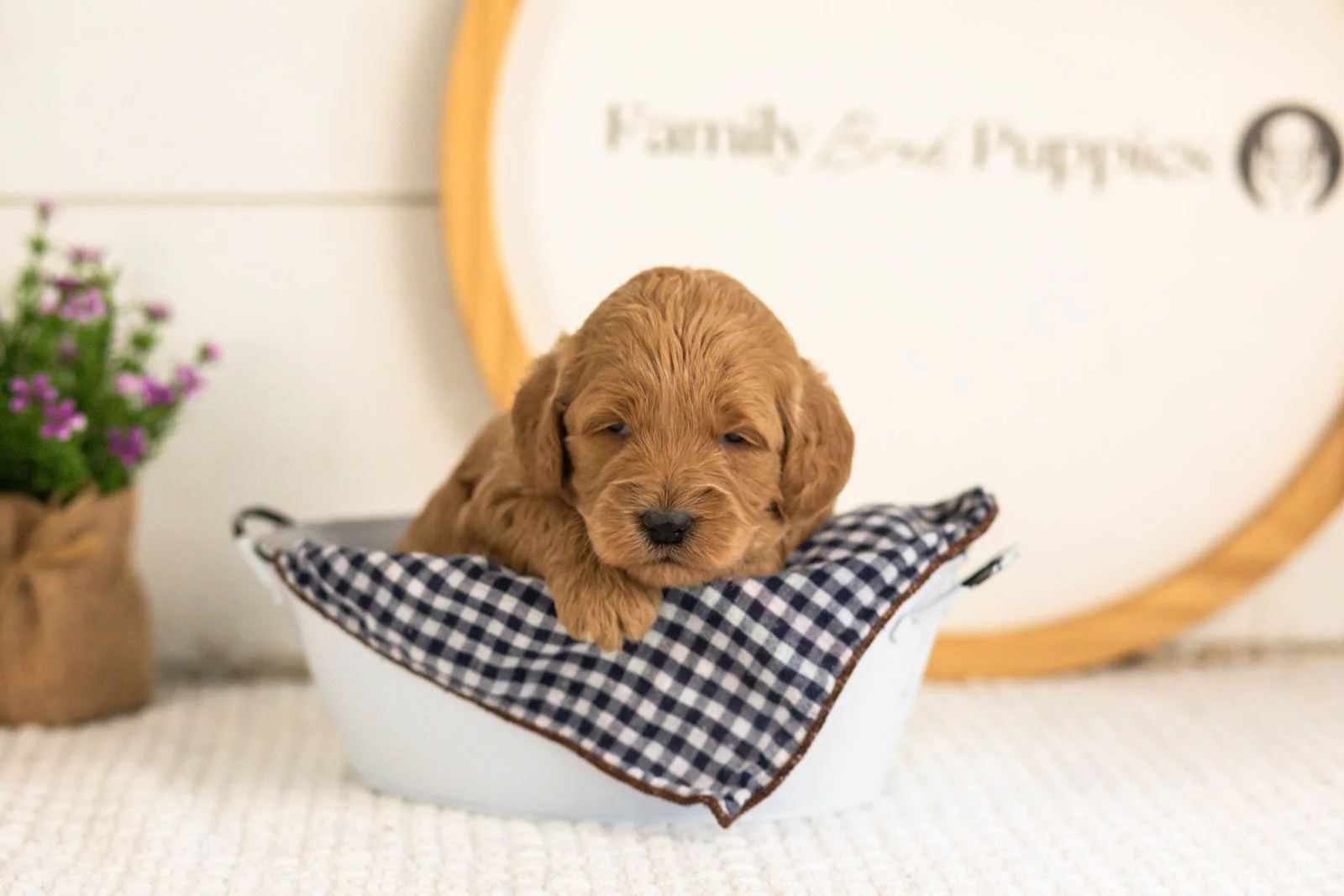 Ben goldendoodle for sale(4).jpg