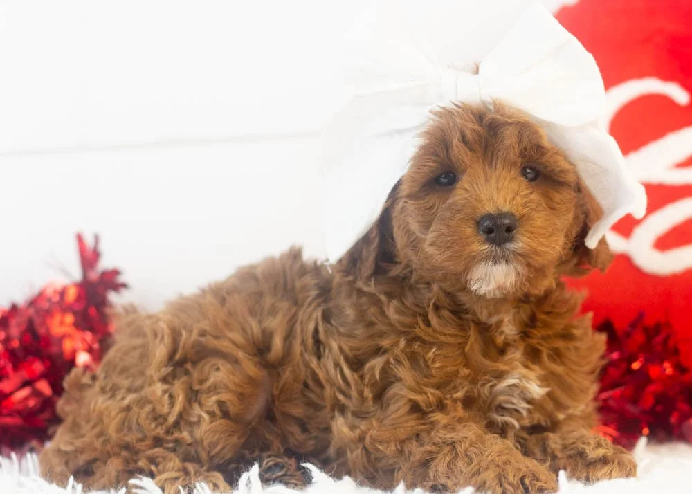 valerie goldendoodle for sale(2).jpg