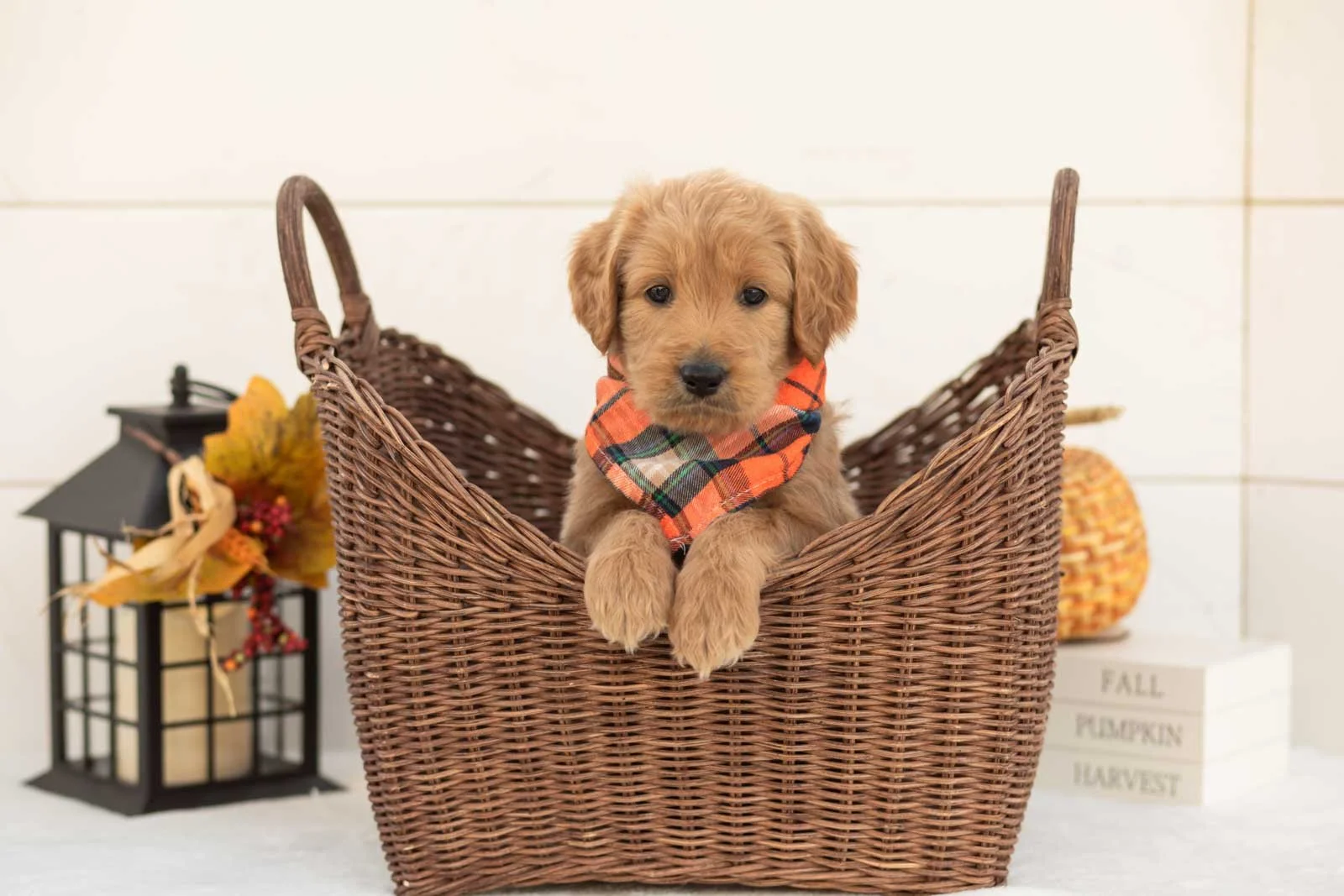 Scarecrow goldendoodle for sale 1.jpg
