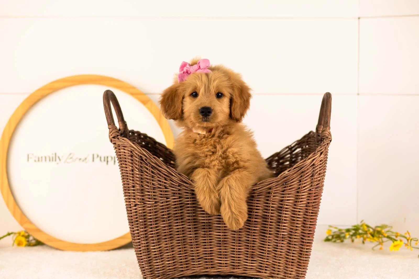 Esme goldendoodle for sale(4).jpg