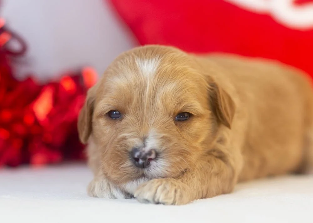 Linda goldendoodle for sale(3).jpg