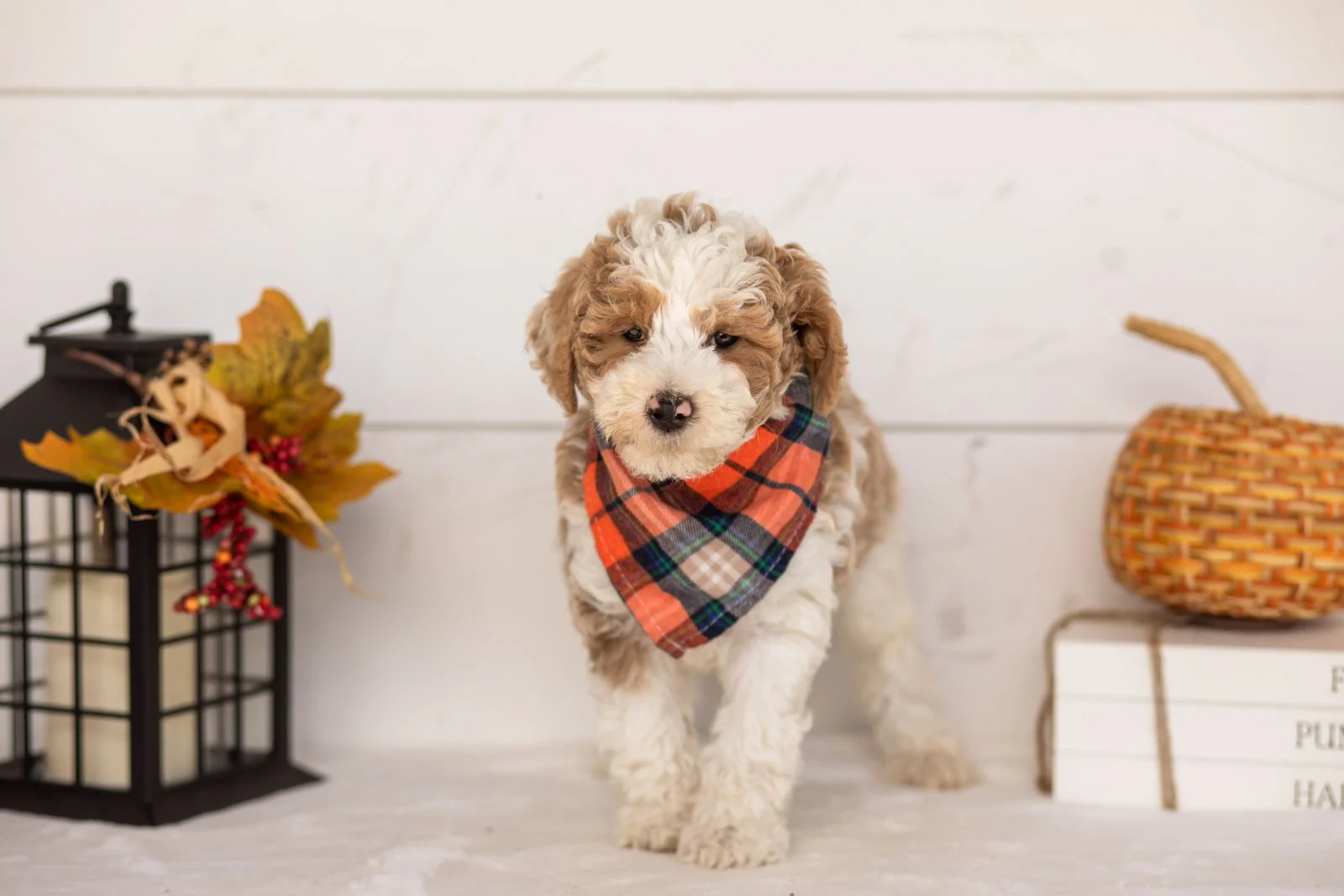 Wilder goldendoodle for sale 3.jpg