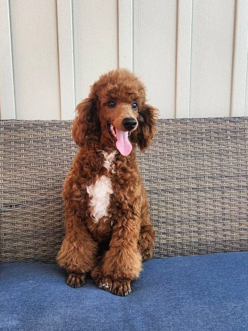 dad poodle