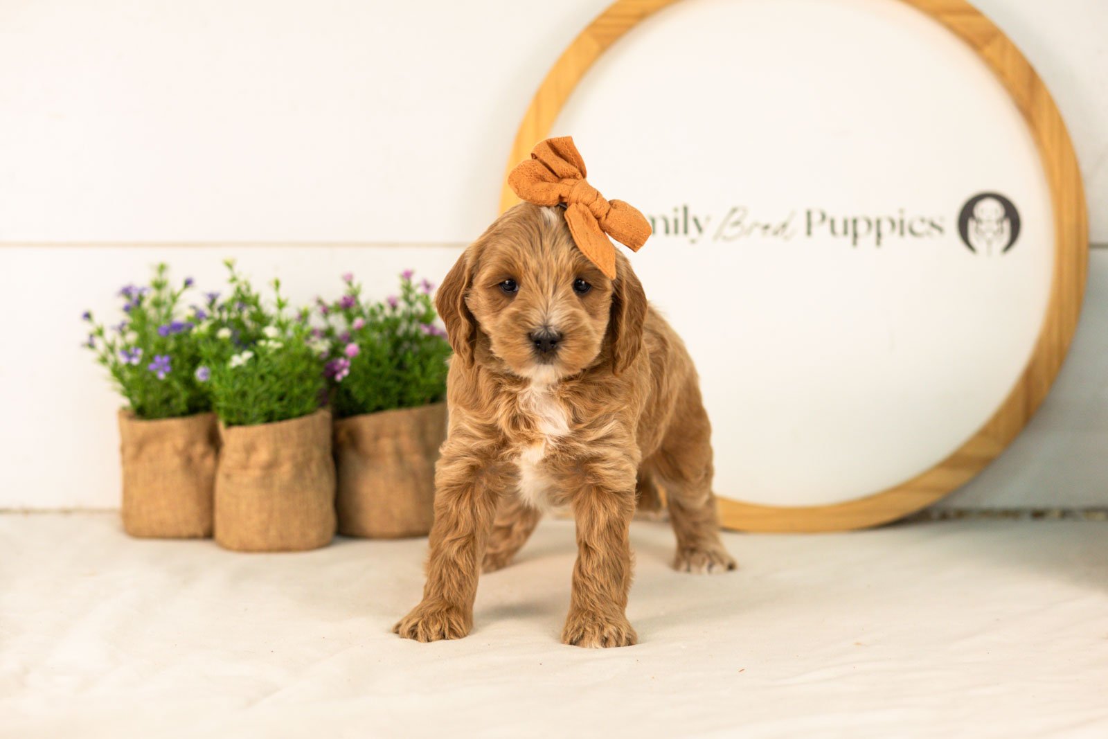 Rain goldendoodle for sale(3).jpg