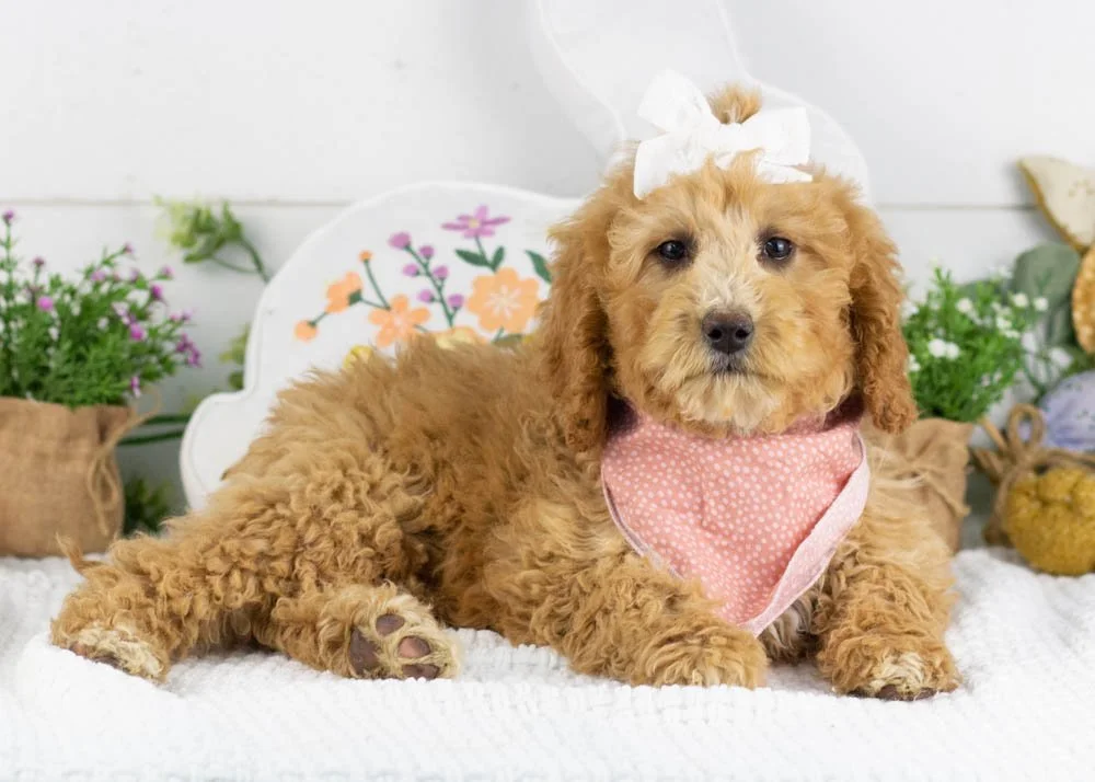 lucille goldendoodle for sale.jpg