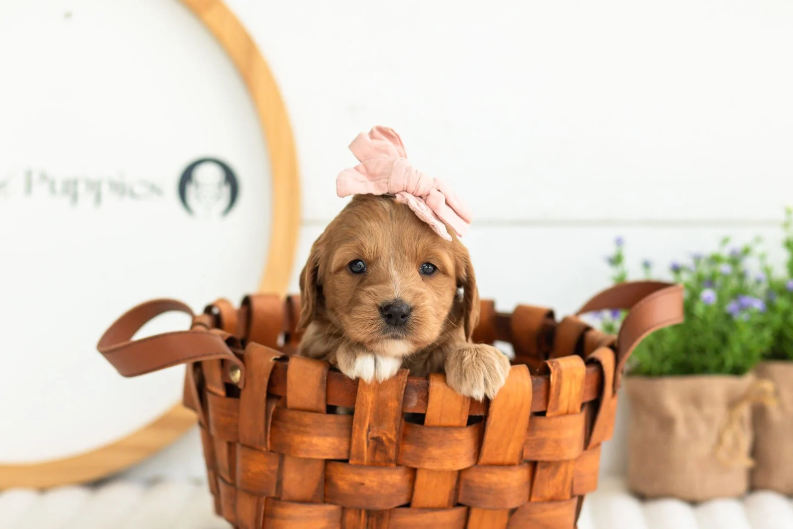 lani goldendoodle for sale(3).jpg