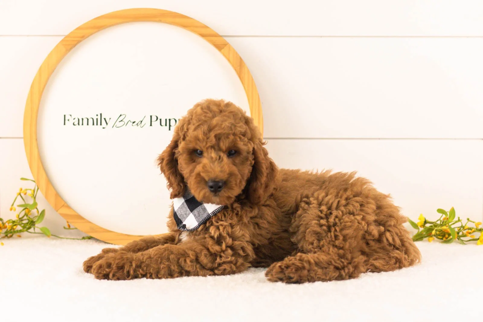 Glacier goldendoodle for sale(1).jpg