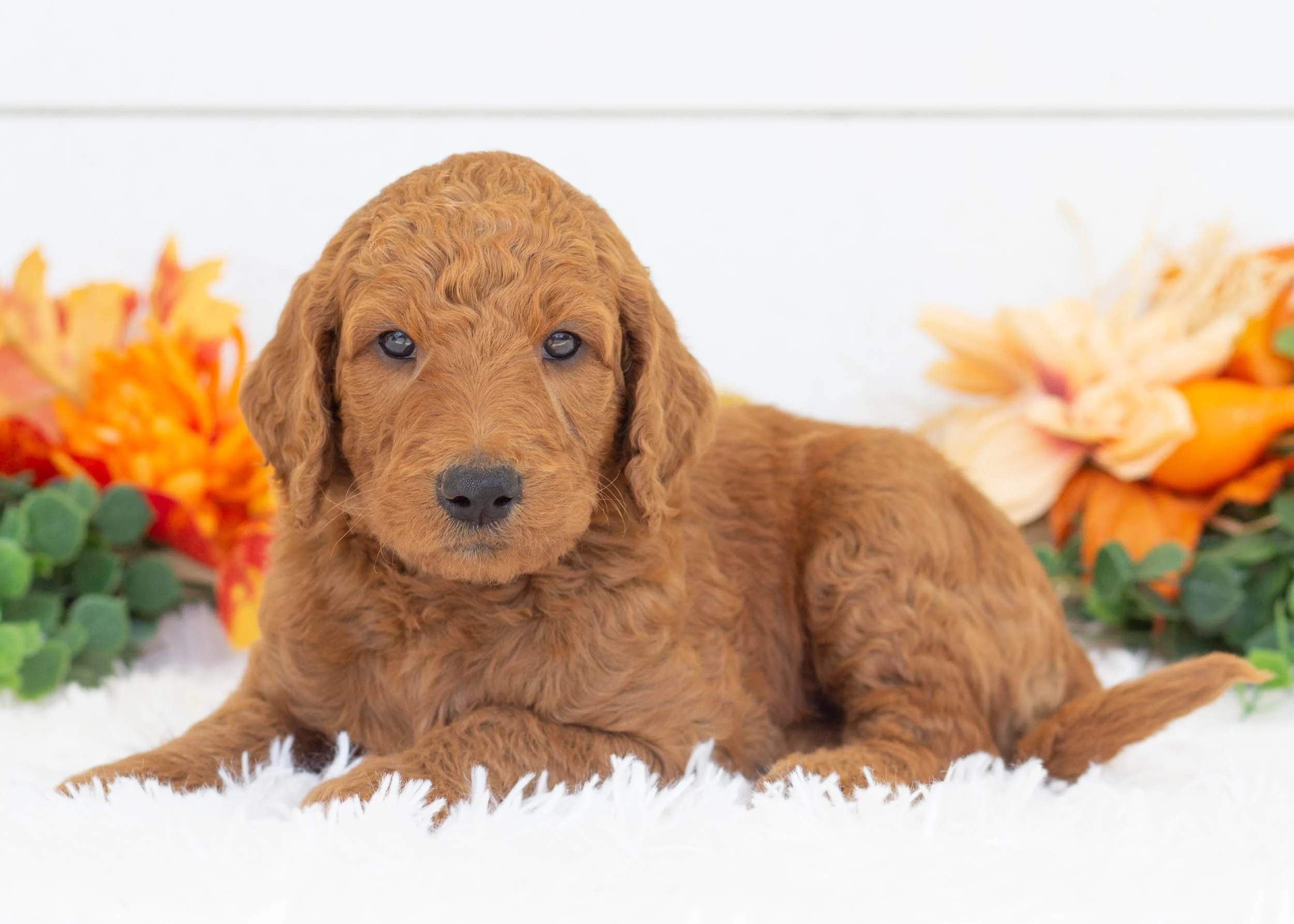 Mr. Slate goldendoodle for sale(2).jpg