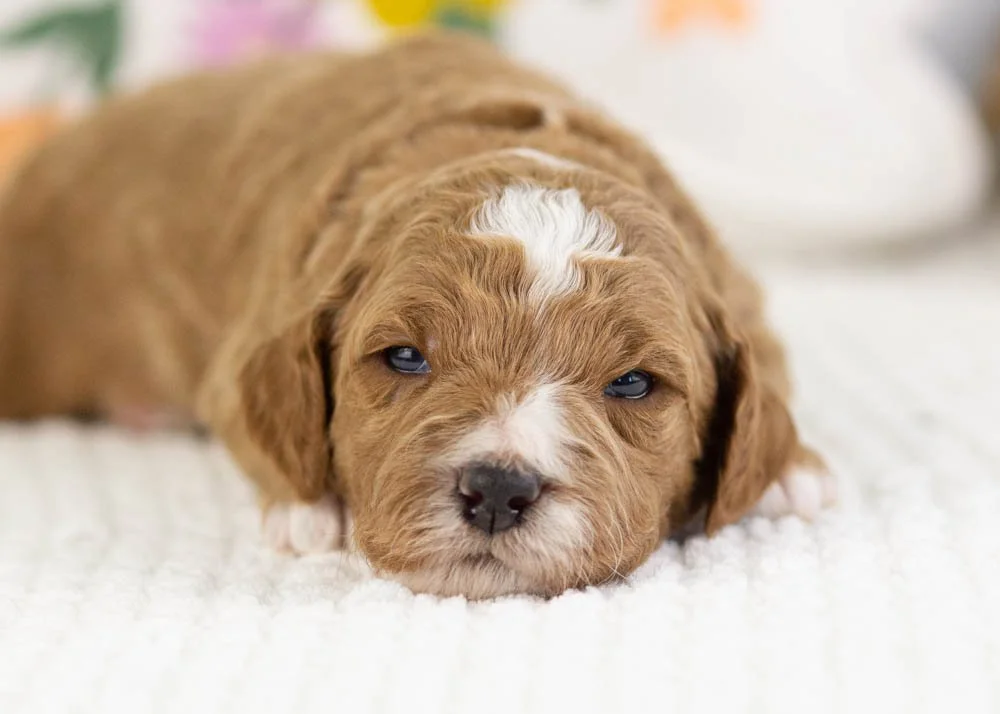 forest goldendoodle for sale(3).jpg