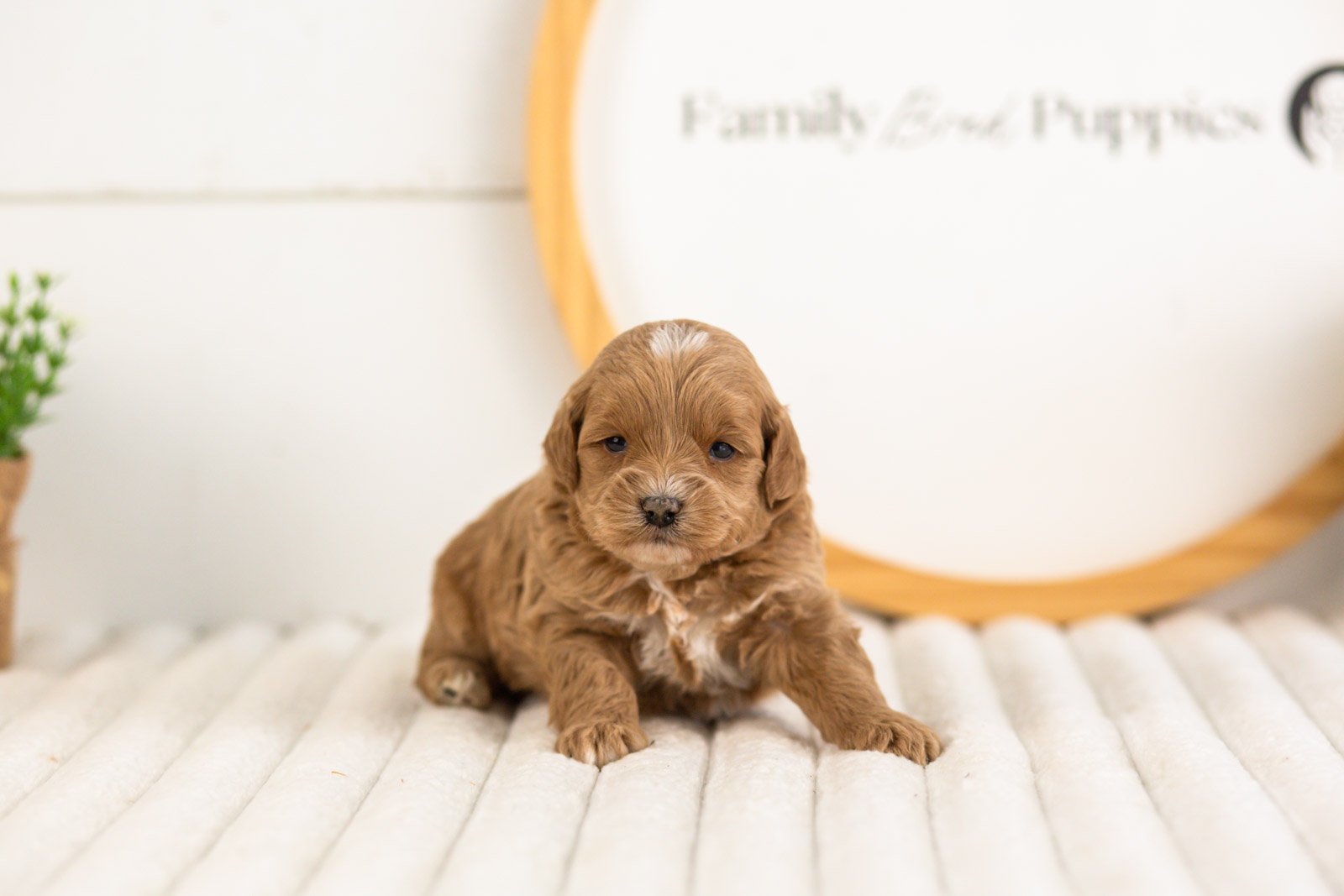 cobalt goldendoodle for sale(2).jpg