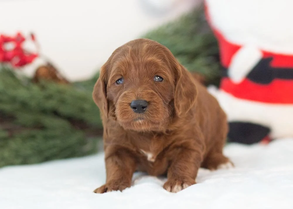 Cindy lou goldendoodle for sale(3).jpg