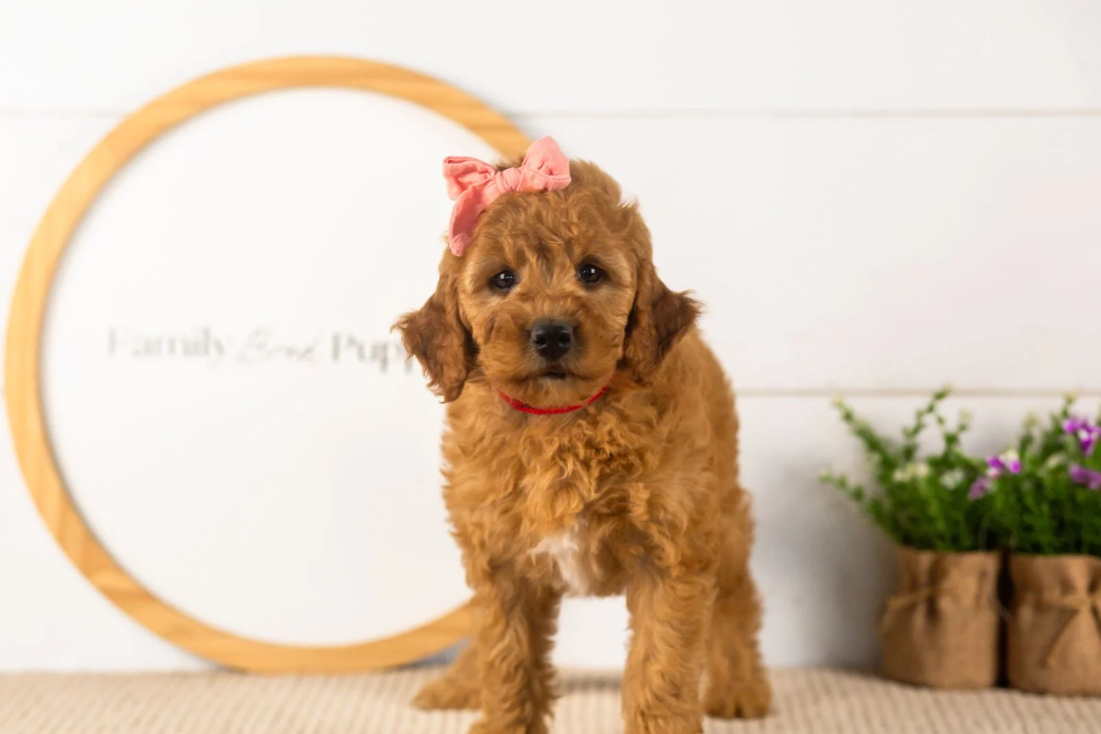 savannah goldendoodle for sale.jpg