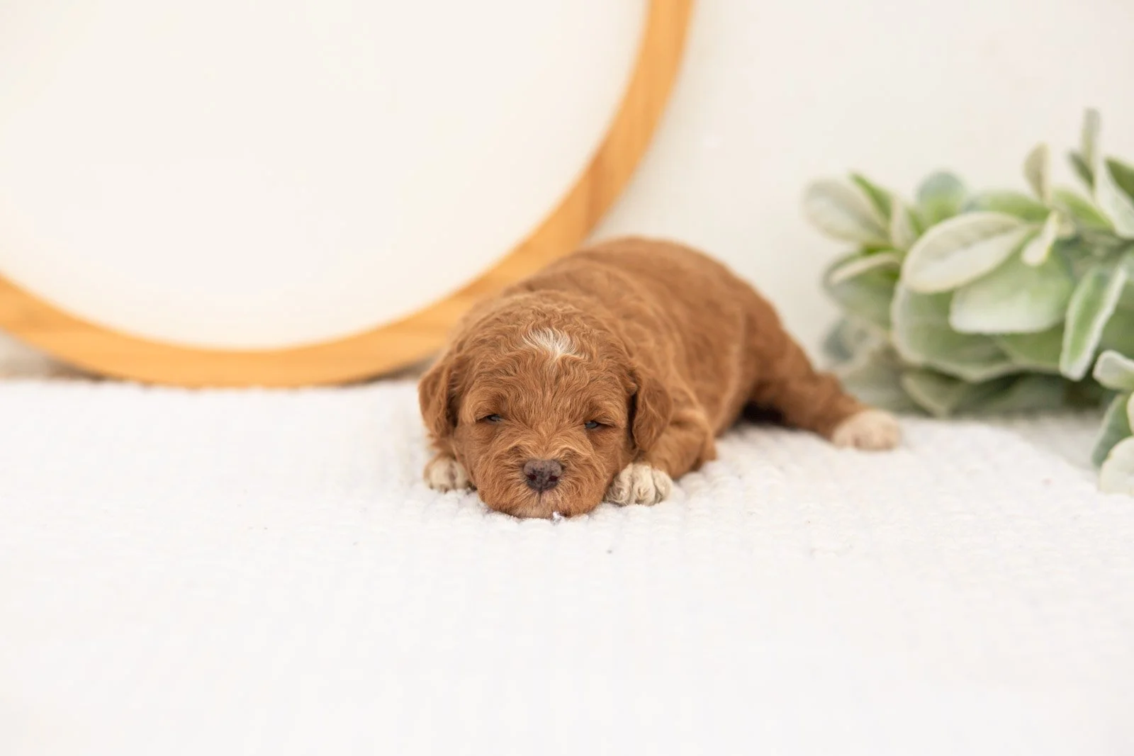Serenity goldendoodle for sale.jpg