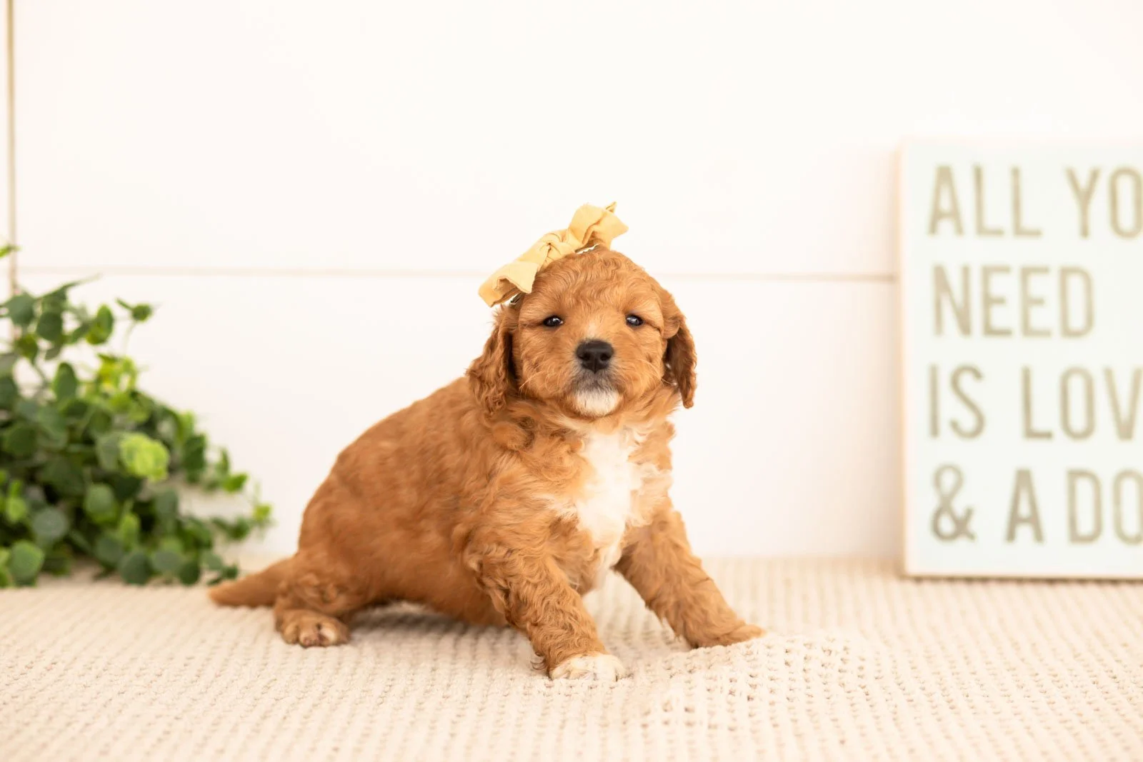 Denim goldendoodle for sale.jpg