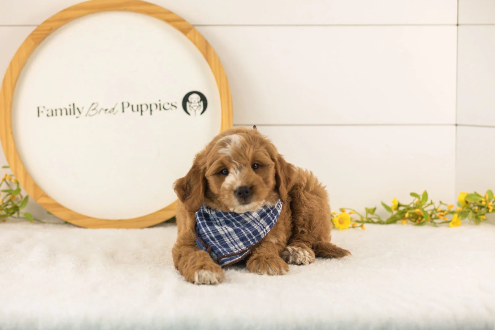 Bobby goldendoodle for sale(4).jpg