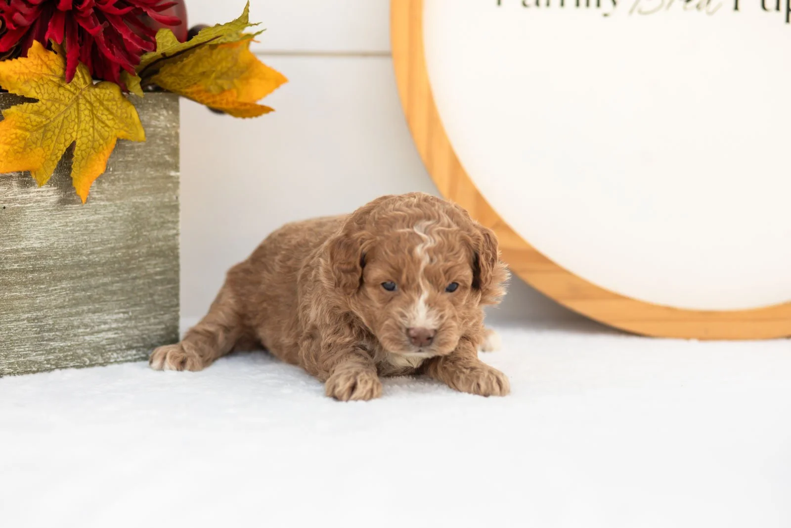 Gala goldendoodle for sale.jpg