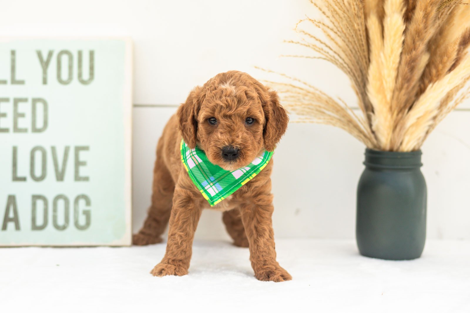 Mocha goldendoodle for sale(2).jpg