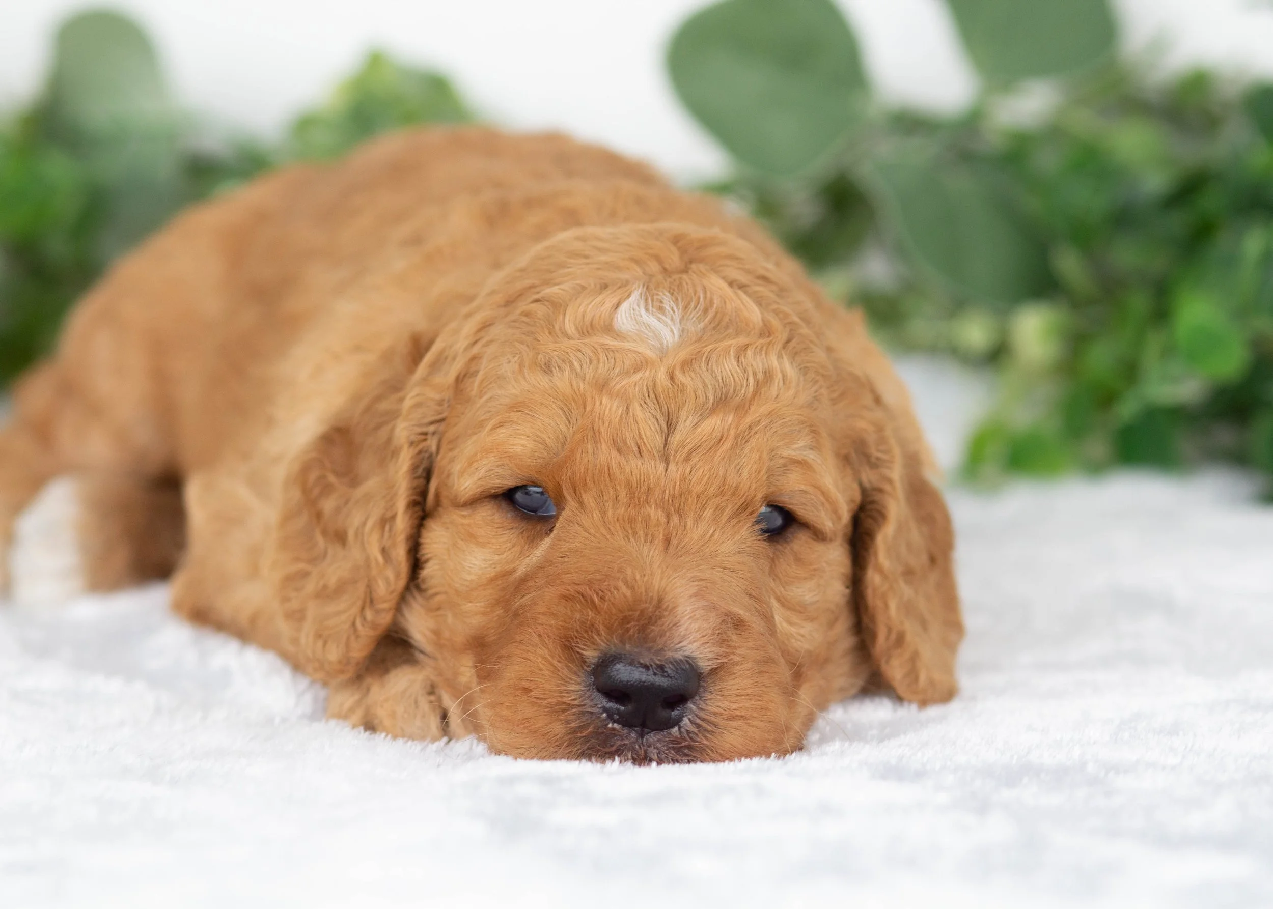 Tuffnut Goldendoodle for sale(3).jpg