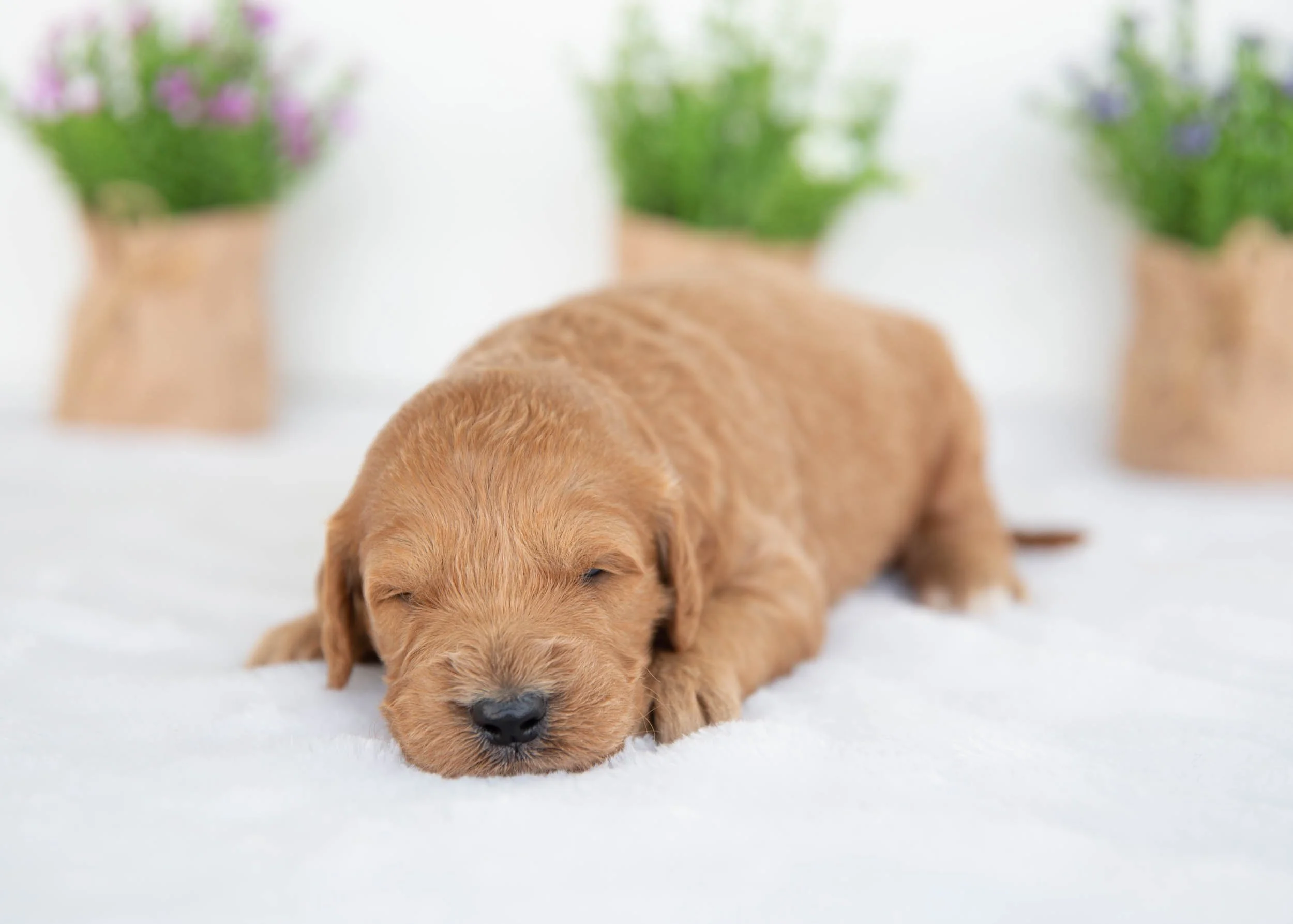 Kona Goldendoodle For Sale(2).jpg