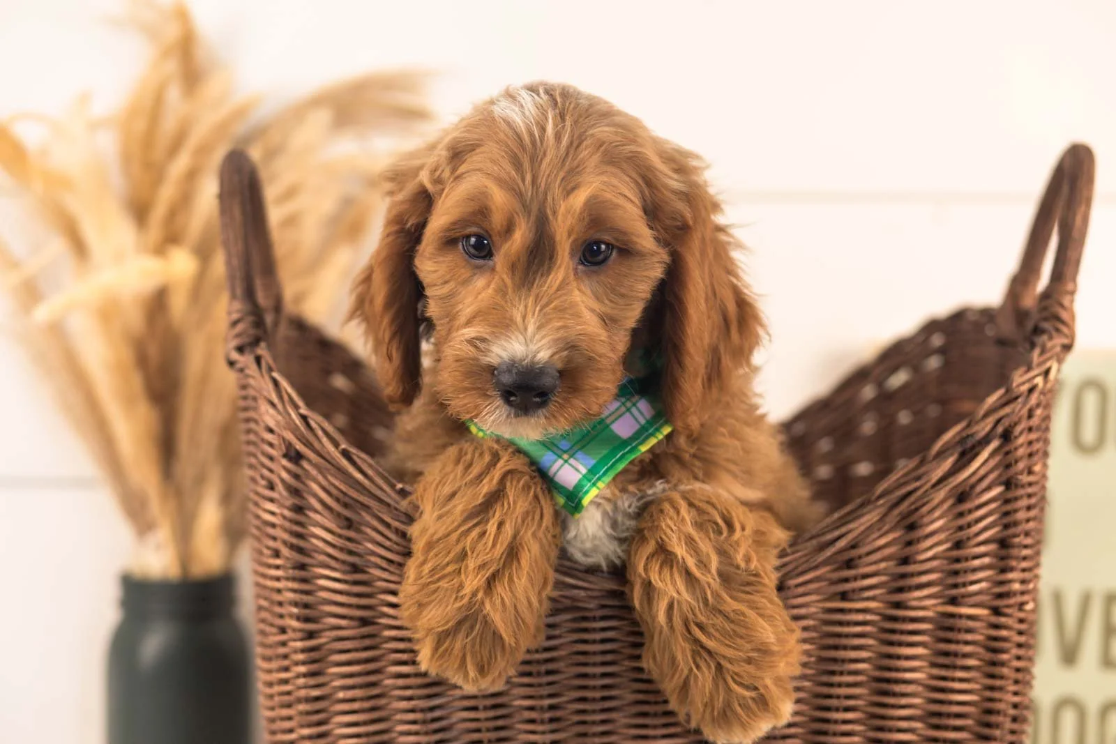 Otis goldendoodle for sale(2).jpg