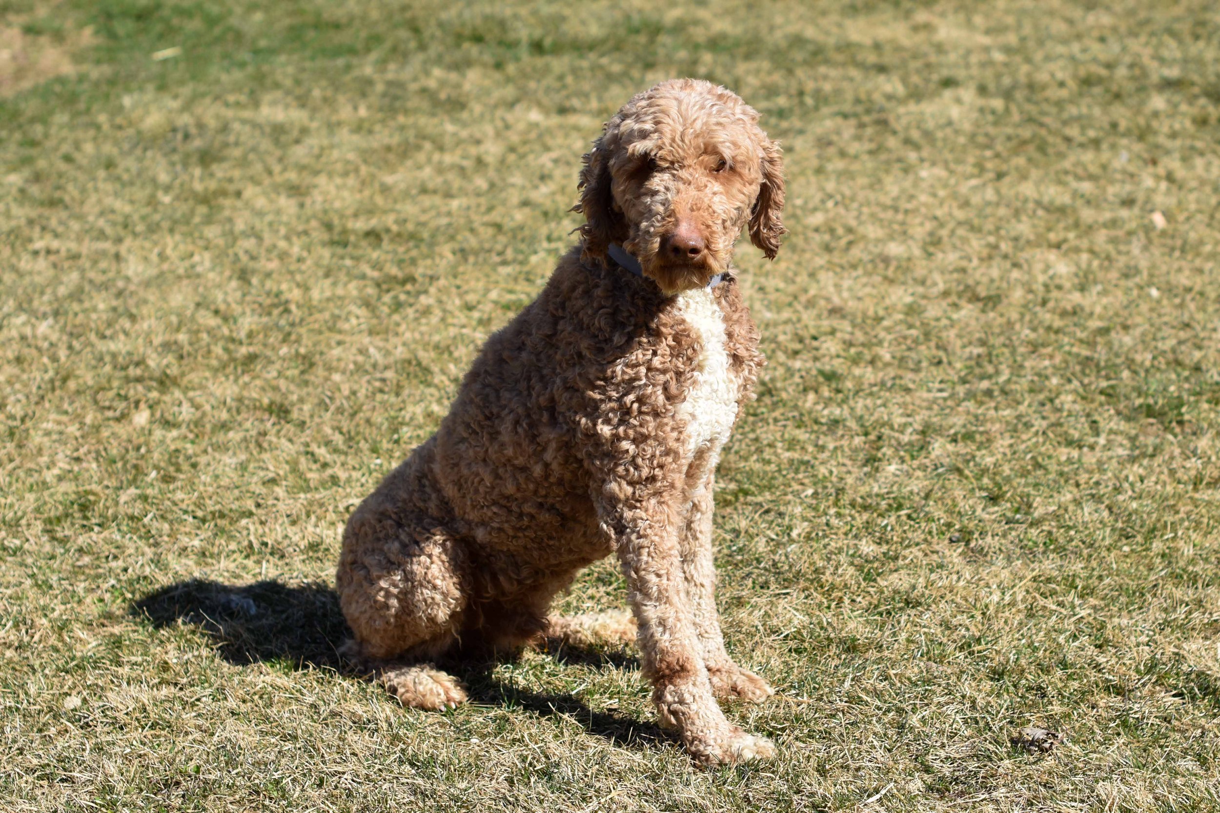 dad poodle