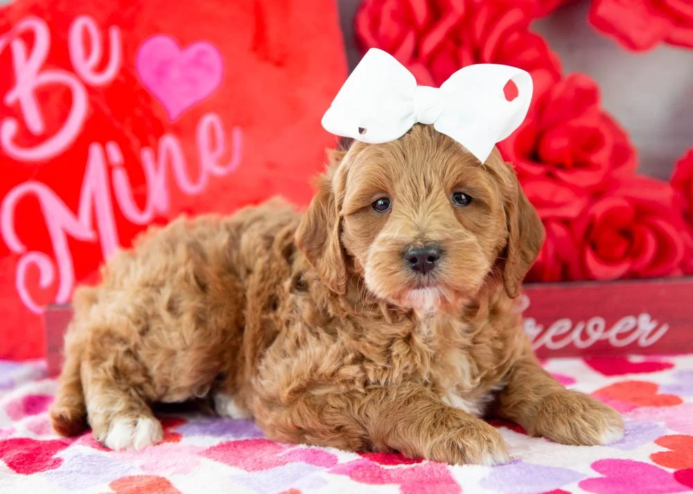 Melody goldendoodle for sale.jpg