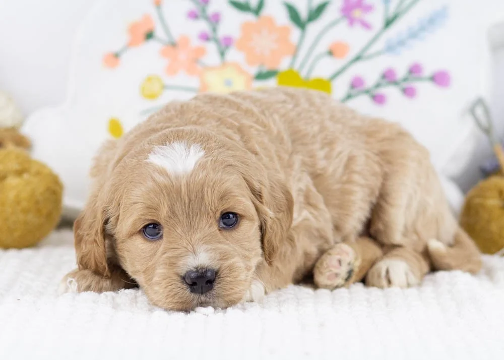 Joey goldendoodle for sale(2).jpg