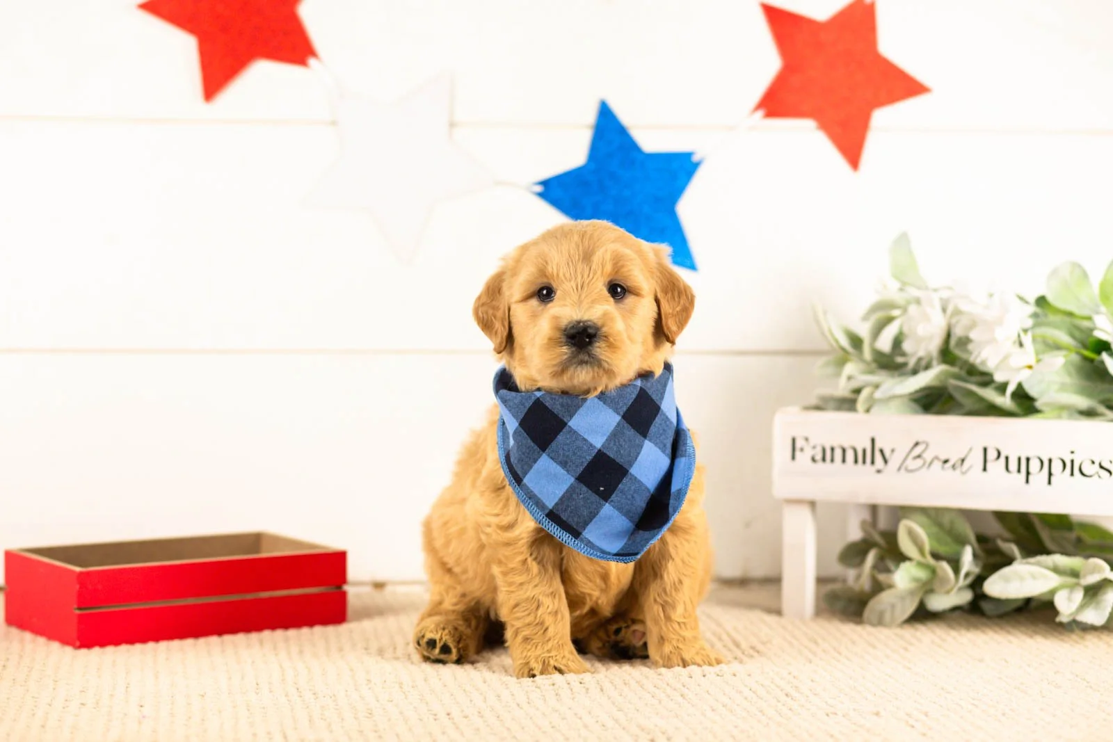 gandalf goldendoodle for sale.jpg