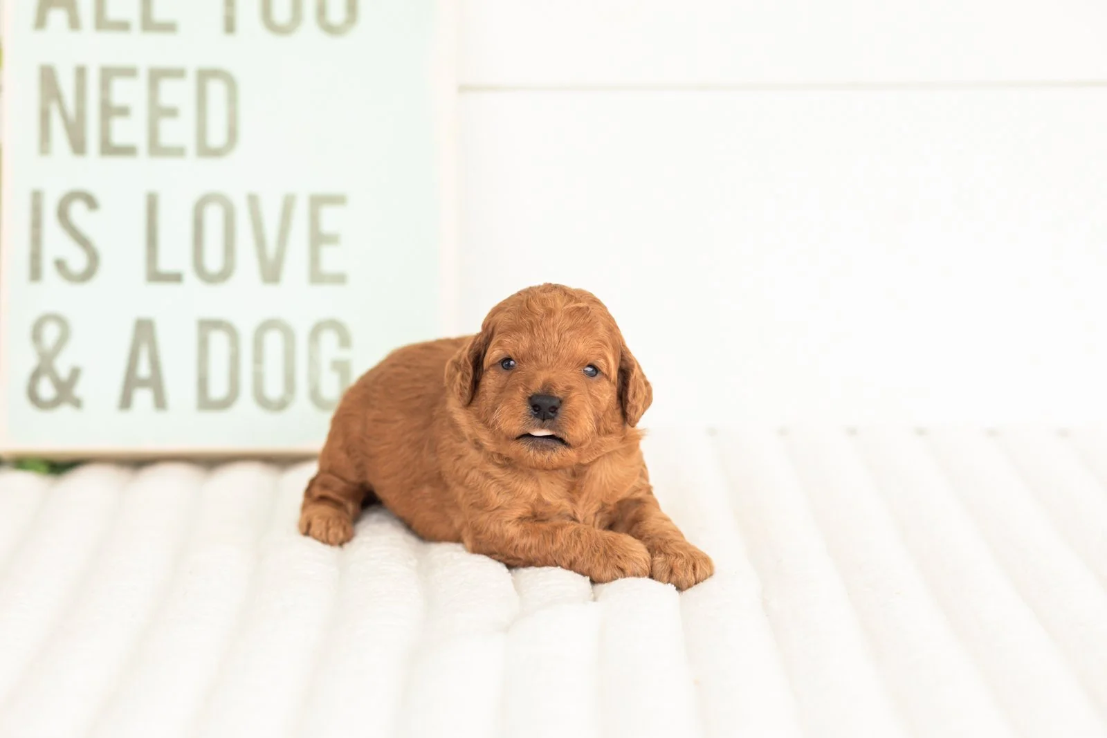 Tweed goldendoodle for sale(1).jpg