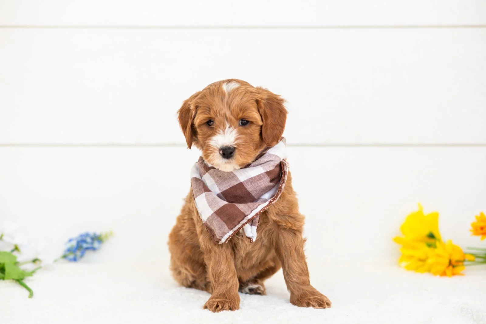 fido goldendoodle for sale(2).jpg