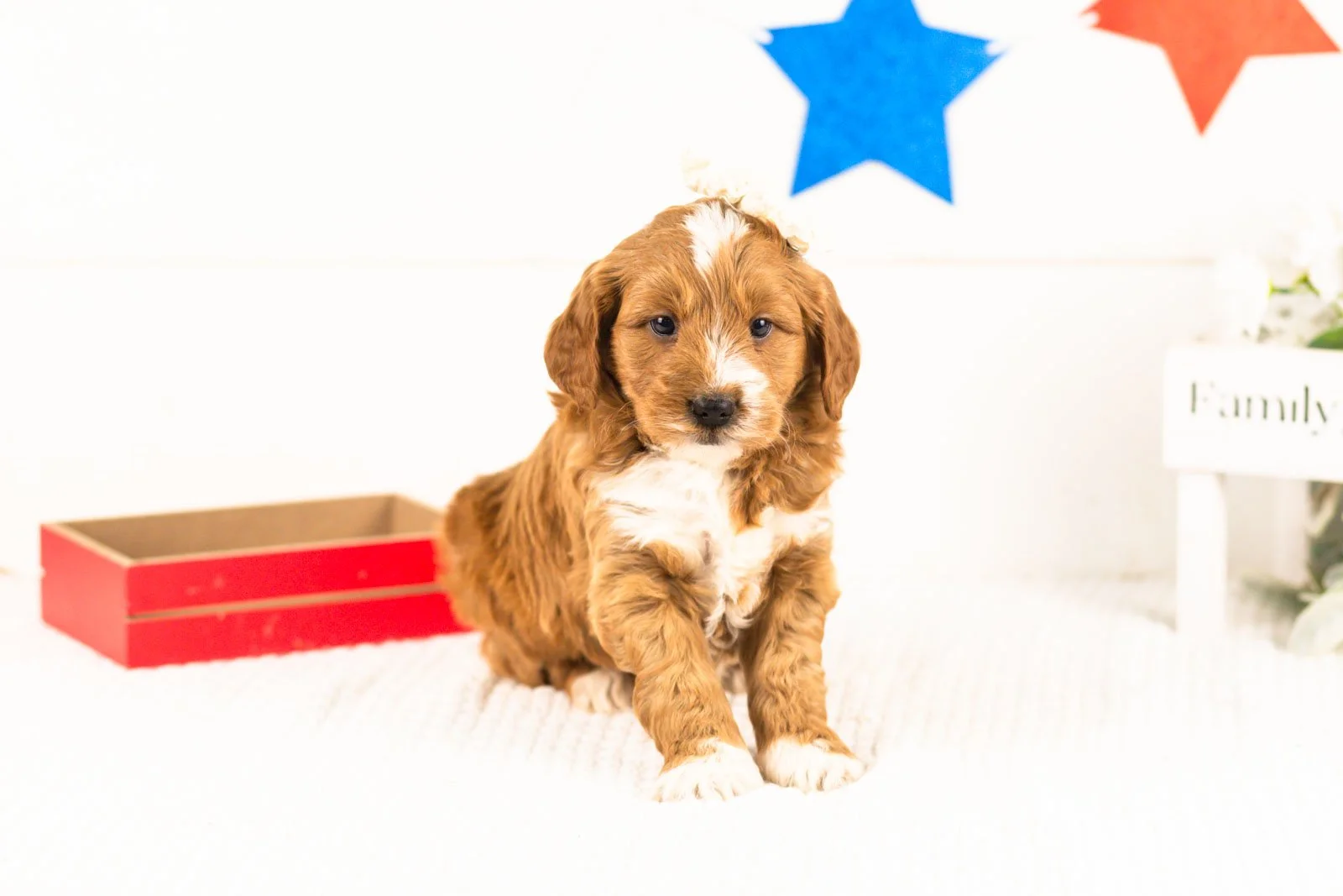 lynette goldendoodle for sale.jpg